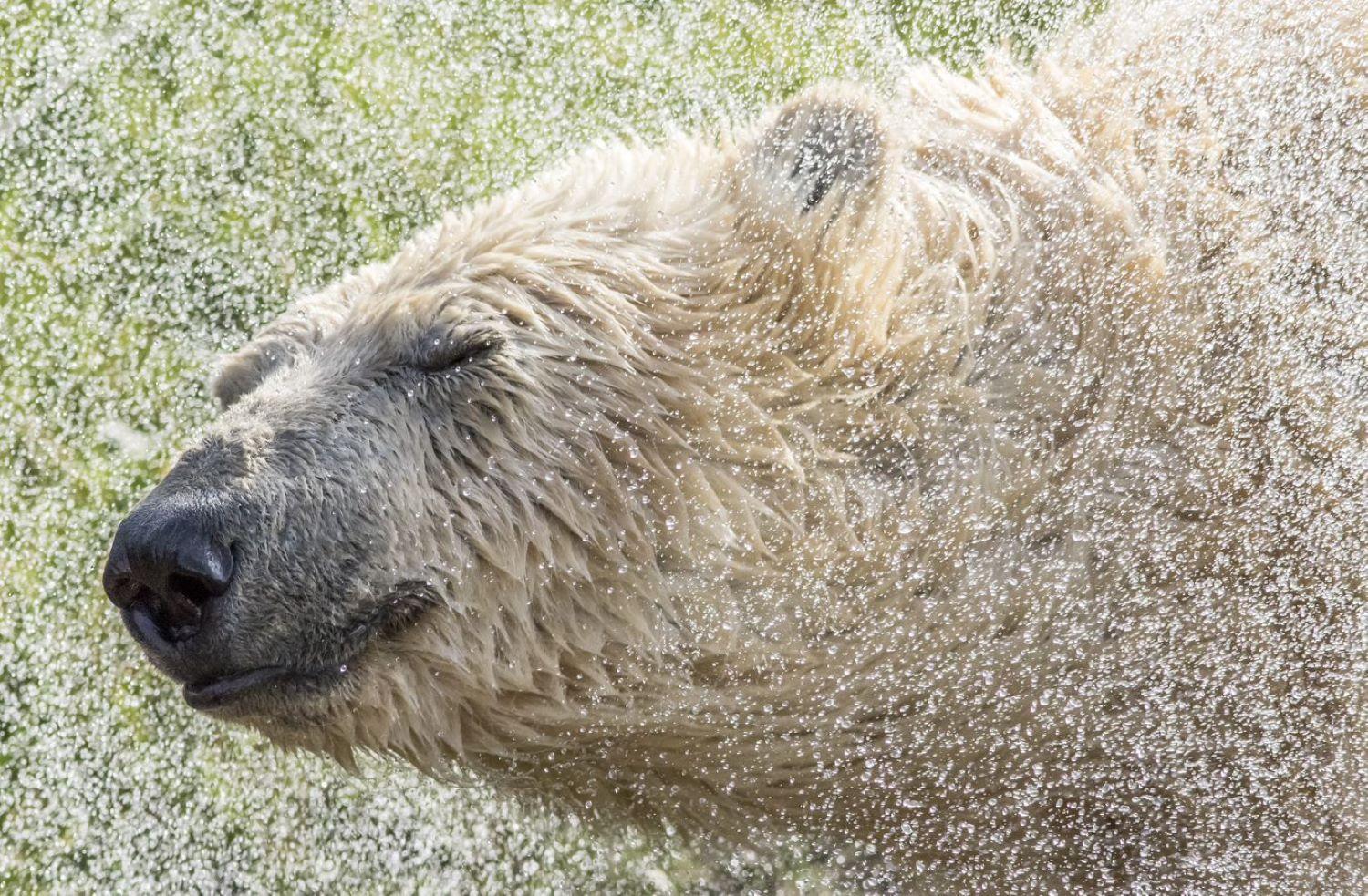 Hex Wildlife Hotel At Yorkshire Wildlife Park Doncaster Buitenkant foto