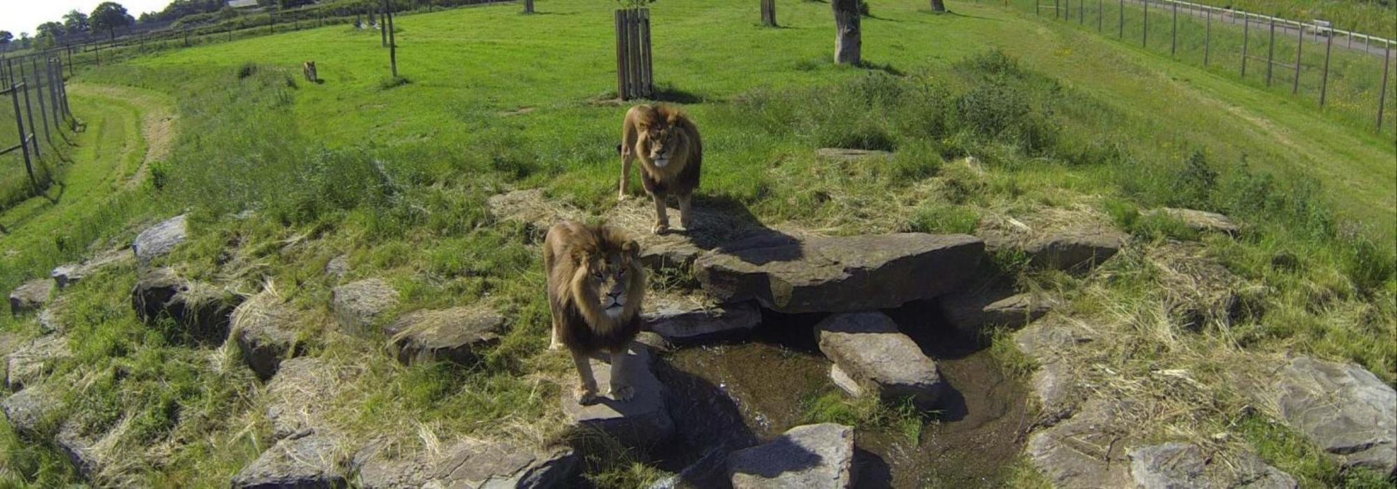 Hex Wildlife Hotel At Yorkshire Wildlife Park Doncaster Buitenkant foto