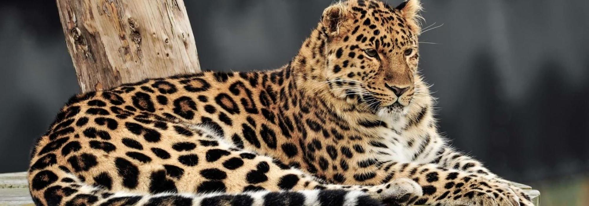 Hex Wildlife Hotel At Yorkshire Wildlife Park Doncaster Buitenkant foto